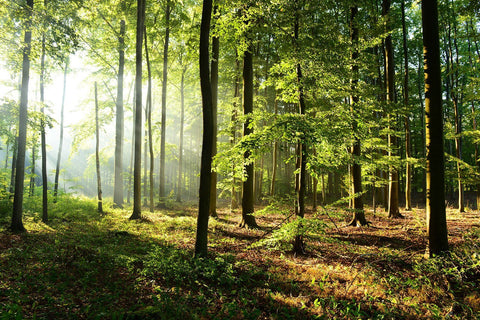 Bright Morning Forest Wall Mural